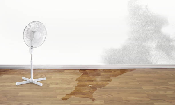 Best Ceiling water damage repair  in Sutherland, NE